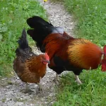 The Bevsek Osep * Solčava