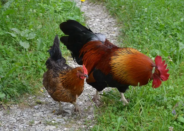 The Bevsek Osep * Solcava